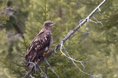 Haliaeetus leucocephalusBald eagle [Imm.]