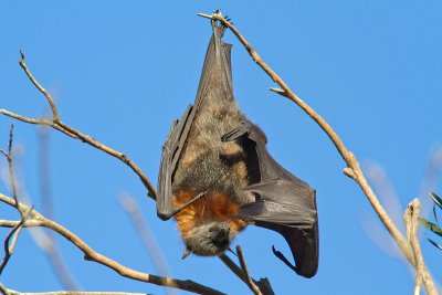 Pteropus poliocephalusGrey-headed Flying-Fox