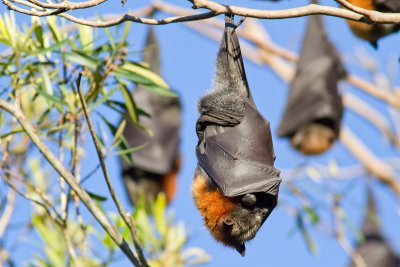 Pteropus poliocephalusGrey-headed Flying-Fox