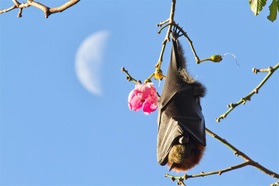 Pteropus poliocephalusGrey-headed Flying-Fox