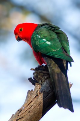 Alisterus scapularisAustralian King Parrot