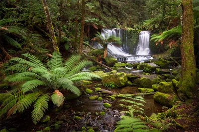 Horseshoe falls fern