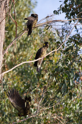Calyptorhynchus funereusYellow-tailed Black Cockatoo