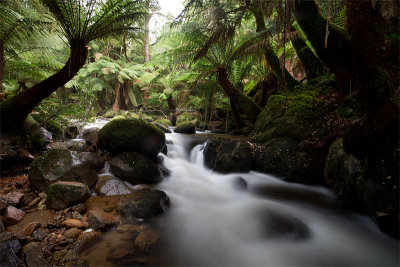 Cascades fern