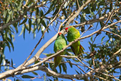 Glossopsitta concinnaMusk Lorikeet