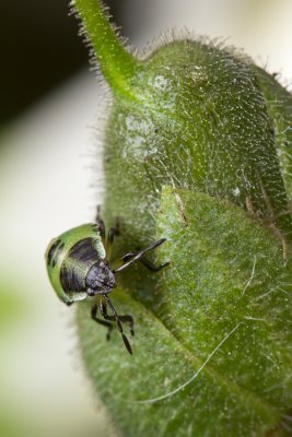 Palomena prasinaGreen shield bug
