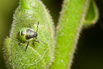 Palomena prasinaGreen shield bug