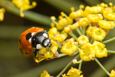<i>Coccinella 7-punctata</i><br/>7-Spot Ladybird