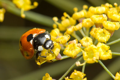 Coccinella 7-punctata7-Spot Ladybird