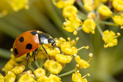 Coccinella 7-punctata7-Spot Ladybird