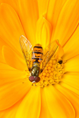 Episyrphus balteatusMarmalade fly