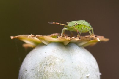 <i>Palomena prasina</i><br/>Green shield bug