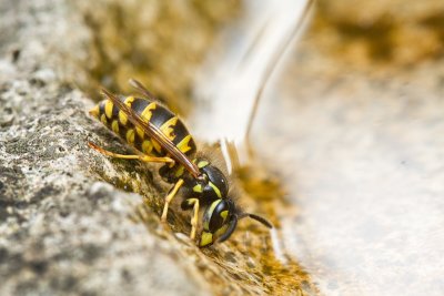 Vespula vulgarisCommon wasp
