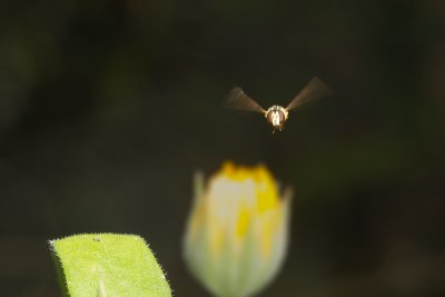 SyrphidaeHoverfly [unidentified]