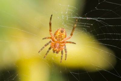 Araneus diadematusGarden Orb spider