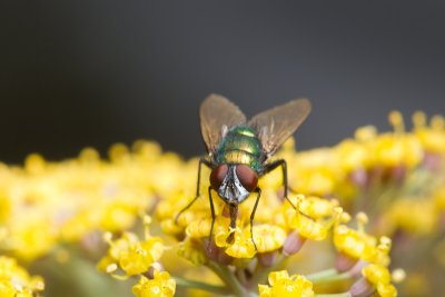 Lucilia caesarCommon greenbottle