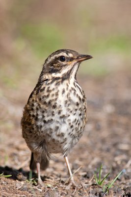 Turdus iliacusRedwing