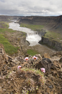 Dettifoss flower