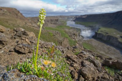 Dettifoss orchid view