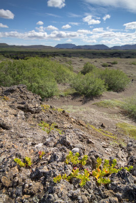 Dimmuborgir view