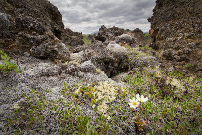 Dimmuborgir lava flowers