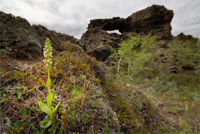 Dimmuborgir orchid