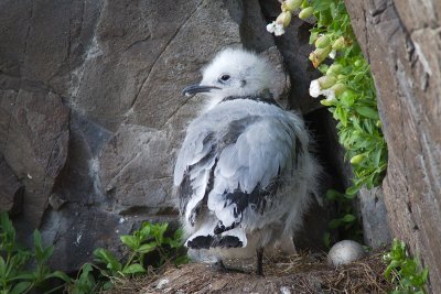 Rissa tridactylaBlack-legged Kittiwake