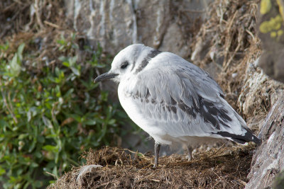 Rissa tridactylaBlack-legged Kittiwake