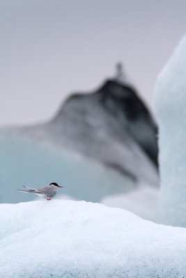 Sterna paradisaeaArctic tern