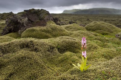 Orchid view