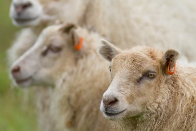 Sheep portrait