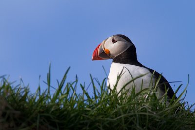 Fratercula arcticaAtlantic puffin