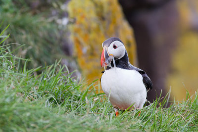 Fratercula arcticaAtlantic puffin