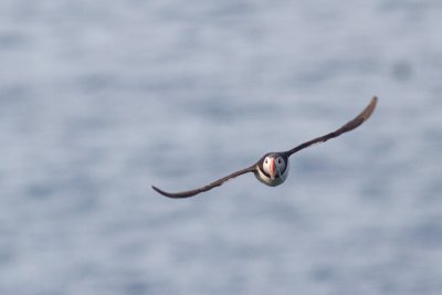 Fratercula arcticaAtlantic puffin