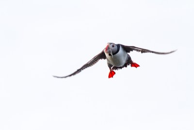 Fratercula arcticaAtlantic puffin