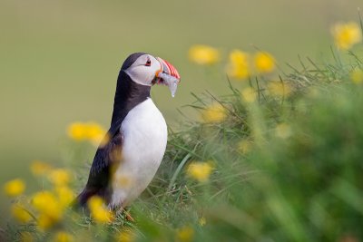 Fratercula arcticaAtlantic puffin