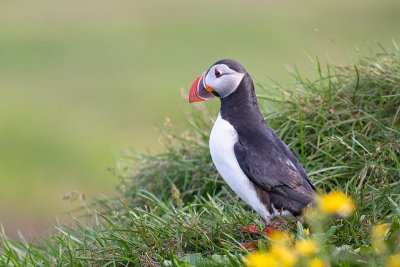 Fratercula arcticaAtlantic puffin