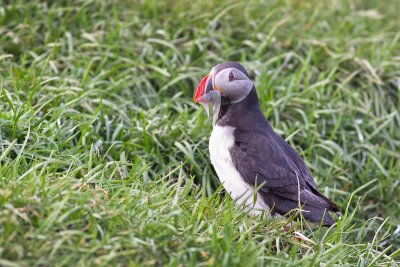 Fratercula arcticaAtlantic puffin