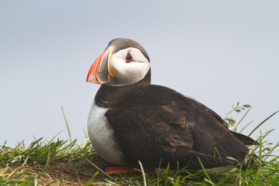 Fratercula arcticaAtlantic puffin