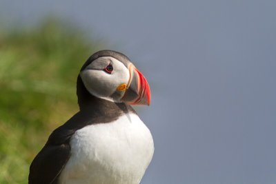 Fratercula arcticaAtlantic puffin