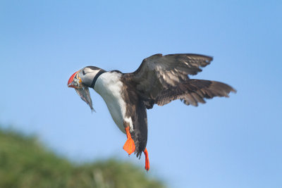 Fratercula arcticaAtlantic puffin