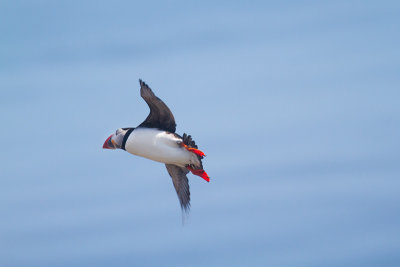 Fratercula arcticaAtlantic puffin