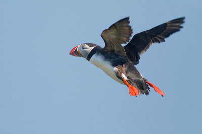 Fratercula arcticaAtlantic puffin