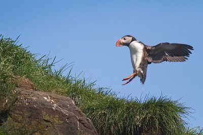 Fratercula arcticaAtlantic puffin