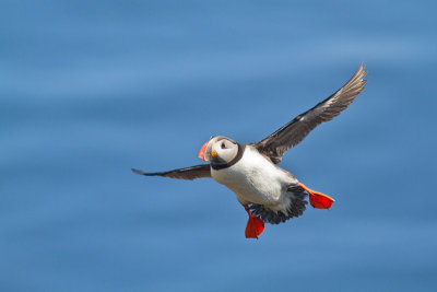 Fratercula arcticaAtlantic puffin