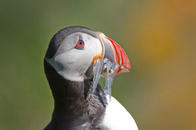 Fratercula arcticaAtlantic puffin