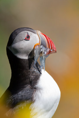 Fratercula arcticaAtlantic puffin