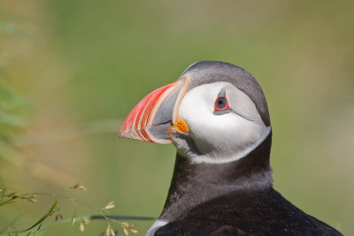 Fratercula arcticaAtlantic puffin