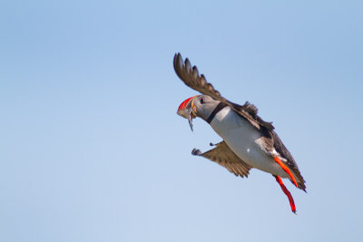 Fratercula arcticaAtlantic puffin