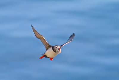 Fratercula arcticaAtlantic puffin